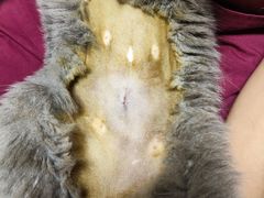 -伟伟宠物医院·CT影像中心·瑞派犬猫综合性门诊(汉口总院)