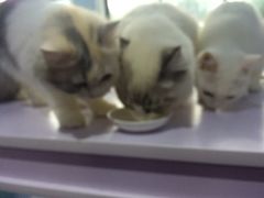 -喵的天空名猫咖啡馆·撸猫·猫舍·用品