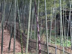 -宁波浙东大竹海景区