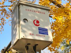 -三里屯东五街银杏大道