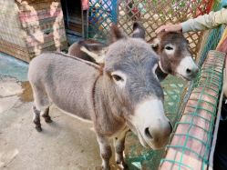 点击看大图 -萌宠亲子动物乐园(槐房万达店)