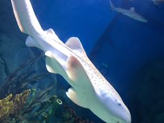 -贝林大翅鲸简餐厅(国家海洋博物馆店)