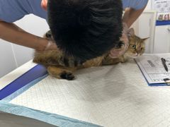 -博特宠物医院24h犬猫全科.骨科·异宠