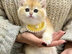 -欣宠猫屋·矮脚拿破仑·蓝金金渐层