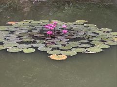 -深圳国际园林花卉博览园