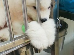 -芭比堂动物医院·犬猫全科·异宠专科(雁塔分院)