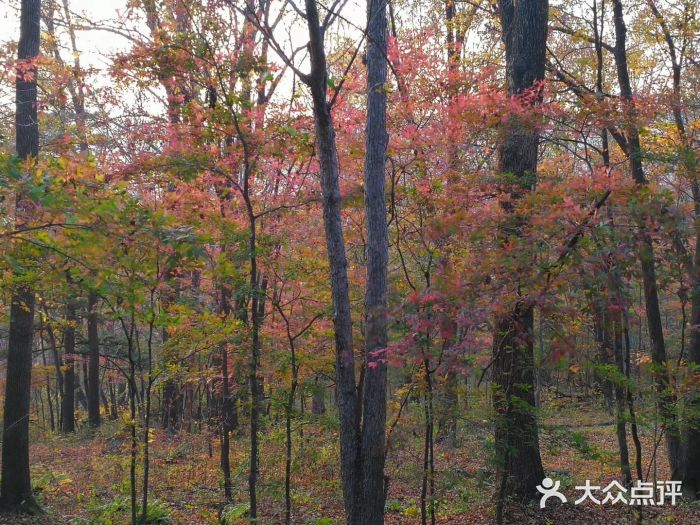 吊水壶国家森林公园图片