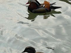 -西湖游船