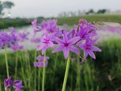 -洋湖国家湿地公园