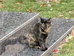 -新丰小吃(高沙店)