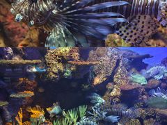 -上海海洋水族馆