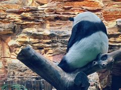 -石家庄市动物园