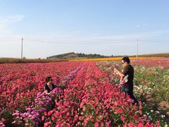 -莲花山花海