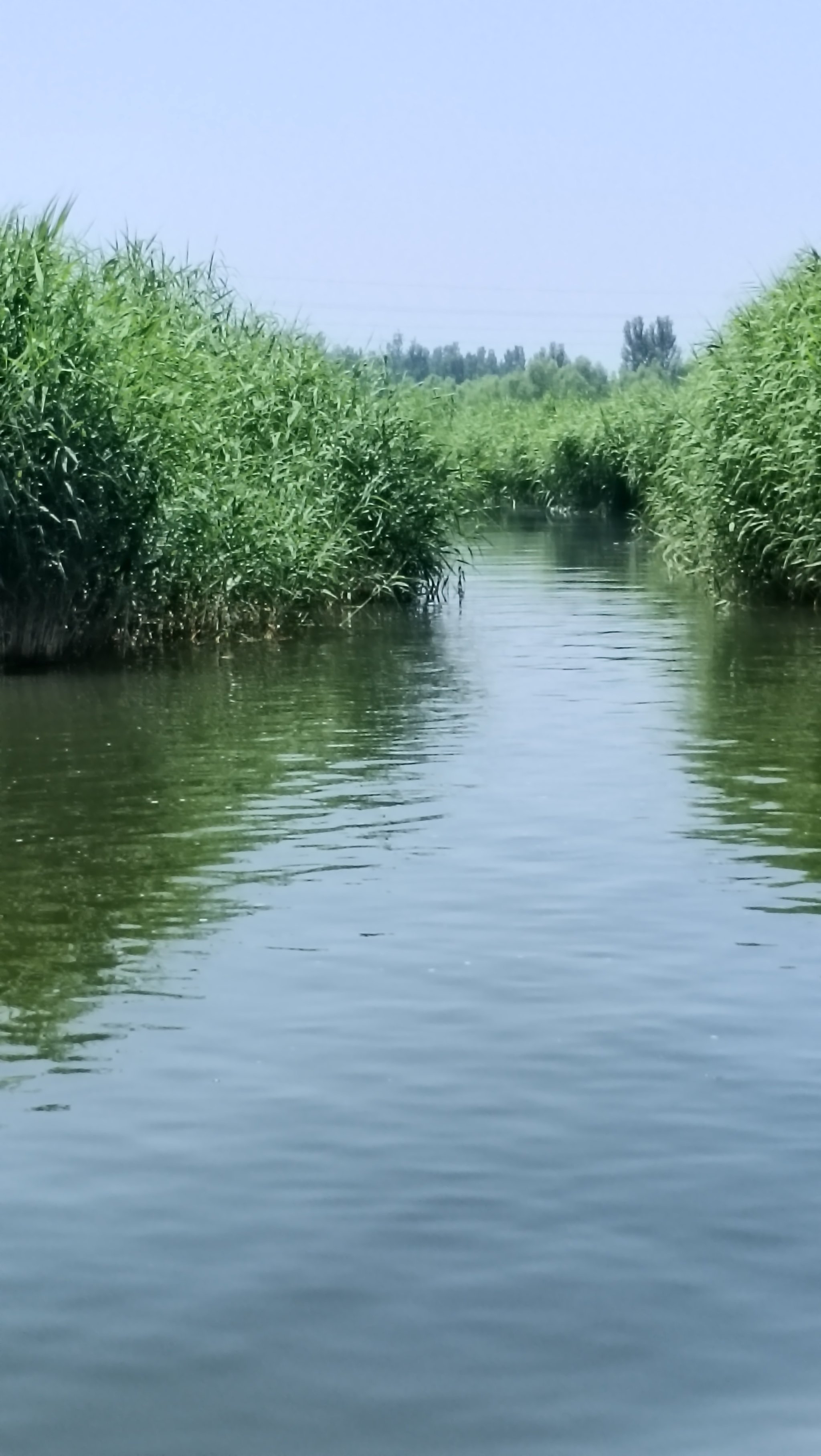 白洋淀芦苇画销售地点图片