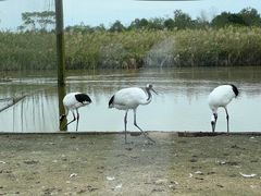 -盐城丹顶鹤湿地生态旅游区