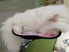 -猫亿天猫咖