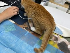 -关爱宠物医院·猫科中心·消化科(滨湖万达分院)