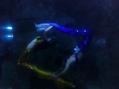 -石家庄极地海洋世界