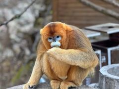 -秦皇岛野生动物园