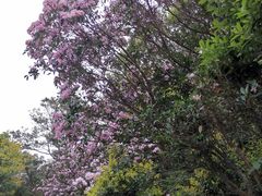 -梧桐山风景名胜区