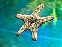 -上海海洋水族馆