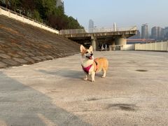 -重庆市江北嘴中央商务区中央公园