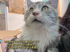 -猫在这儿猫咪咖啡馆·撸猫馆