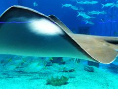 -北戴河圣蓝海洋公园