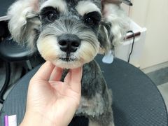 -小尾巴宠物店(万科·金域华庭店)