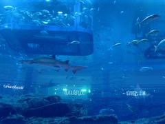 -迪拜水族馆及水下动物园