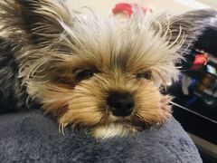 -PETKIT小佩宠物·低压洗护(国顺东路店)