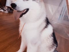 -Husky Go! 哈士奇体验馆·宠物咖啡厅狗咖
