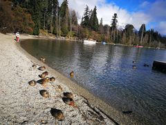 -Fergburger(皇后镇店)