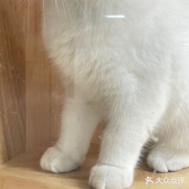 Universe猫宇 | 天河靠谱猫舍‼️