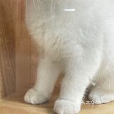 Universe猫宇 | 天河靠谱猫舍‼️