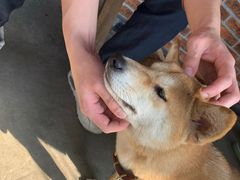 -柴犬高等学院·狗咖·柴犬售卖·宠物训练