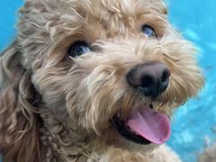 -趣玩宠物乐园寄养训犬训狗游泳池