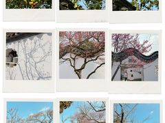 -梅花山(明孝陵内)