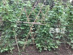 -高旻寺