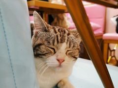 -Sweet cat·星愿猫咖(国贸大厦店)