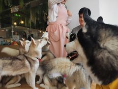 -Husky Go! 哈士奇体验馆·宠物咖啡厅狗咖