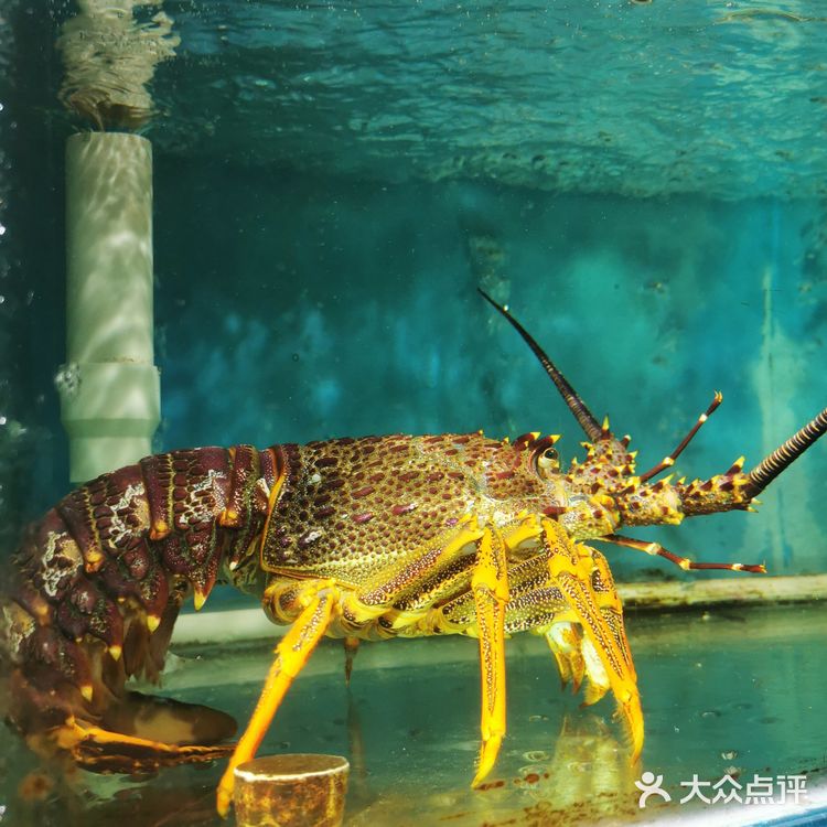 老牌粤菜馆飘香十五载‖小记一品粤珍轩‼️