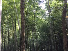 -石台牯牛降景区