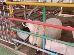 -南宫五洲植物乐园