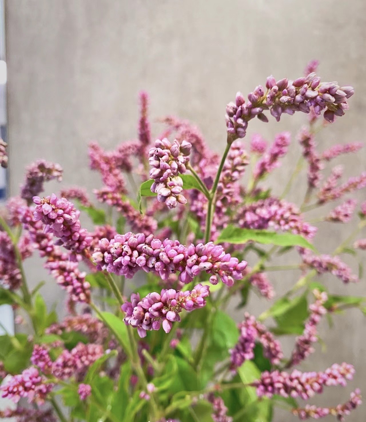 蓼花读音图片