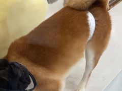 -共舞时光猫咖·狗咖(新街口店)
