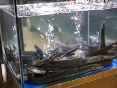 -本炙炭烤·蒲烧活鳗料理店(金沙洲店)
