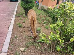 -大连森林动物园