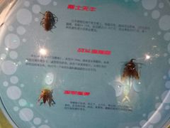 -萌宠奇缘