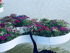 -荷兰花海